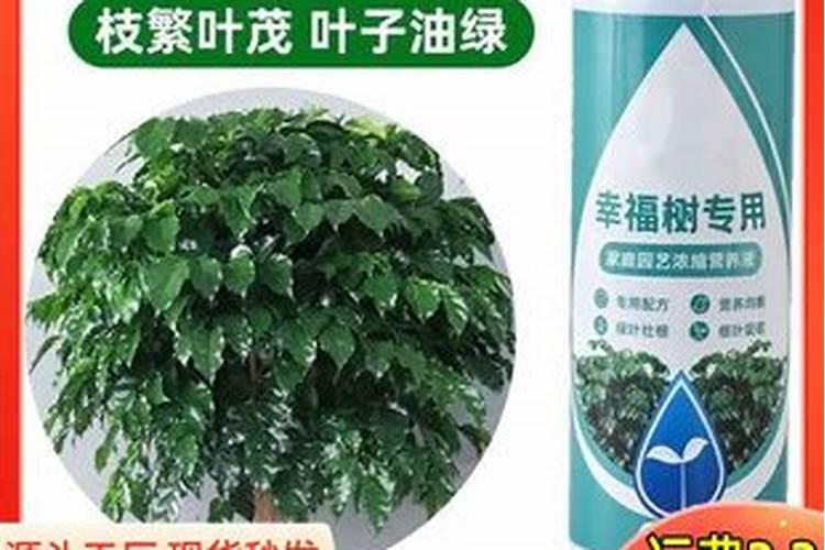 幸福树天天叶面喷水好吗