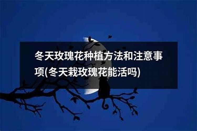玫瑰花什么时候施肥,施什么肥好