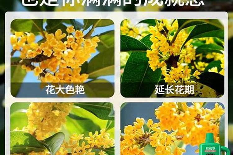 四季桂花施什么肥四季桂花怎么施肥