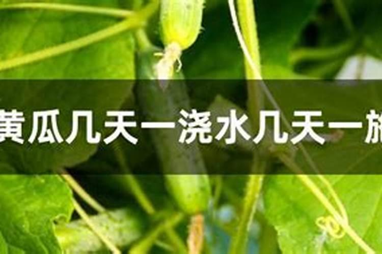 黄瓜喷什么叶面肥茎杆粗壮