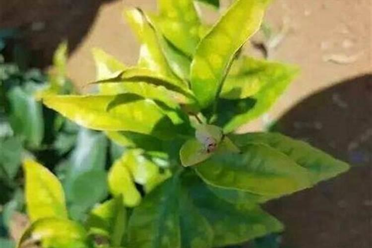 农作物药害是怎样造成的(产生药害原因及补救恢复方法)