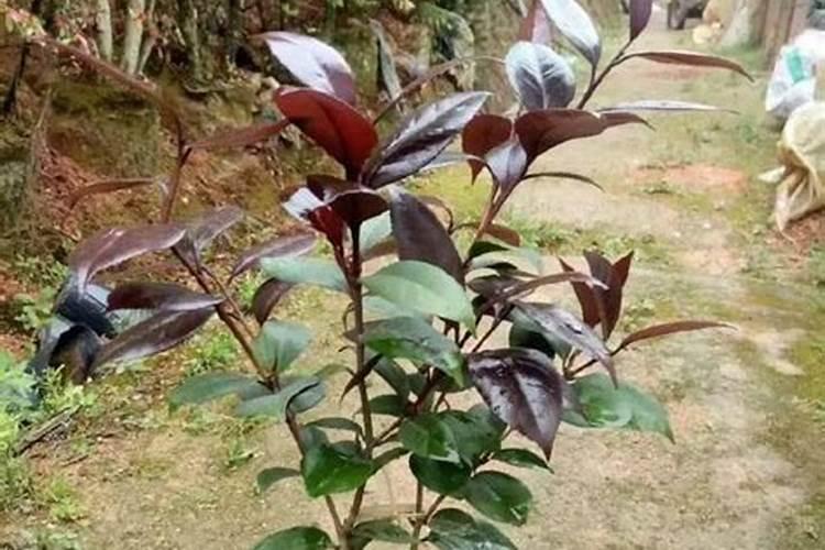 茶花可以施复合肥吗 施肥技巧有哪些