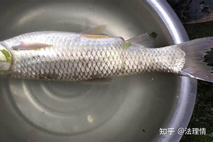 鱼眼珠子的白球球能吃吗？为什么这么硬呢？