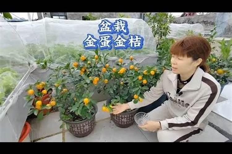 桔子什么时候施肥最合适