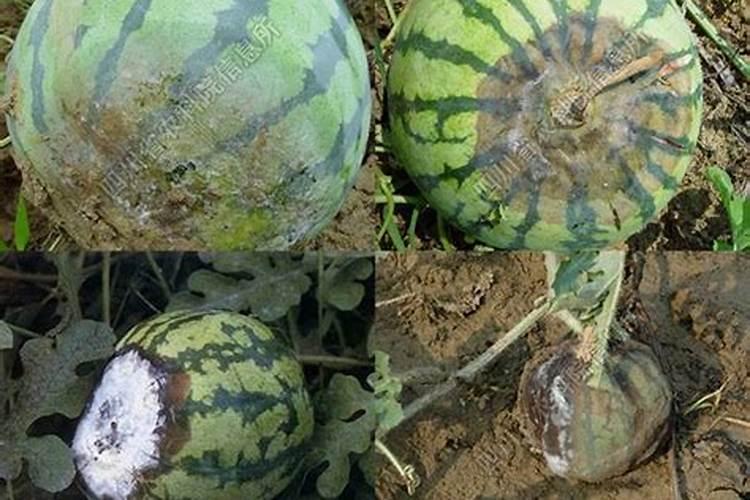 如何防治药用植物西瓜疫病？