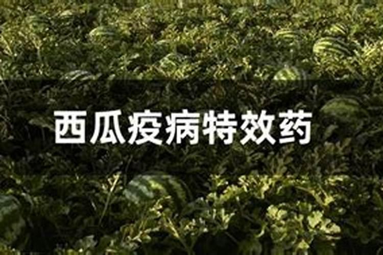 西瓜疫病防治方法
