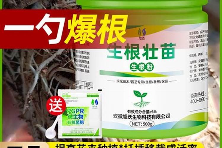 树苗施什么肥料什么时间施肥最好