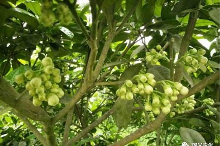 阆苑蜜柚保花保果与疏花疏果