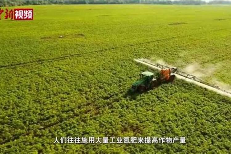 种豆角如何使用氮肥？可以实现豆角高产吗？