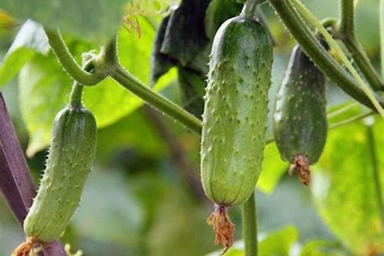 单硅酸与果酸的区别