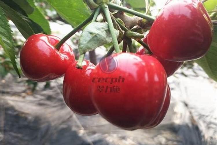 三个17的硫酸钾可以在樱桃成熟前20天用吗