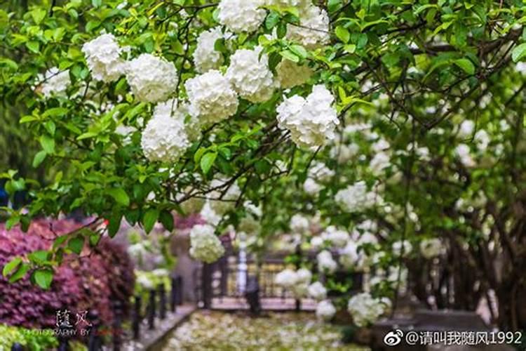 绣球花苞期间如何养护