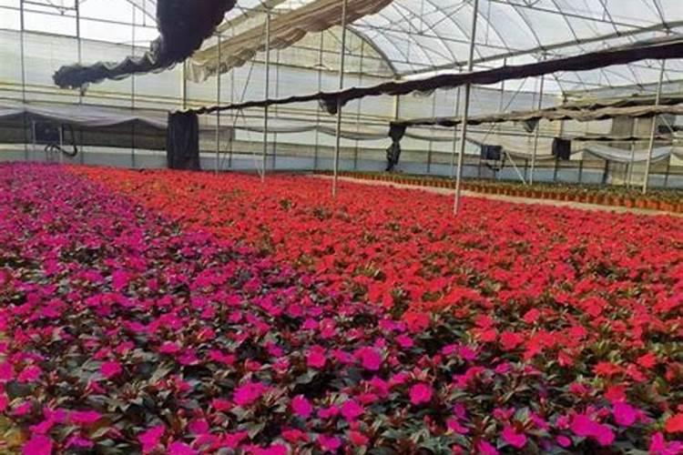 花施肥多了叶子黄了怎么办