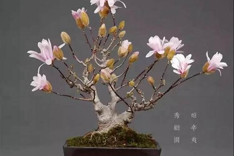 玉兰花怎么种植