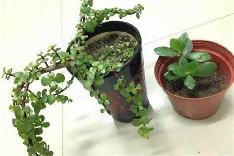 金枝玉叶怎么施肥比较好