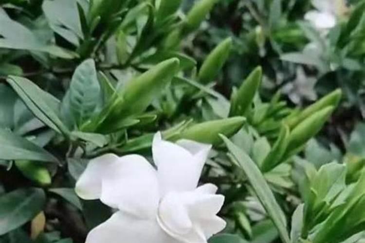 盆栽栀子花施什么肥