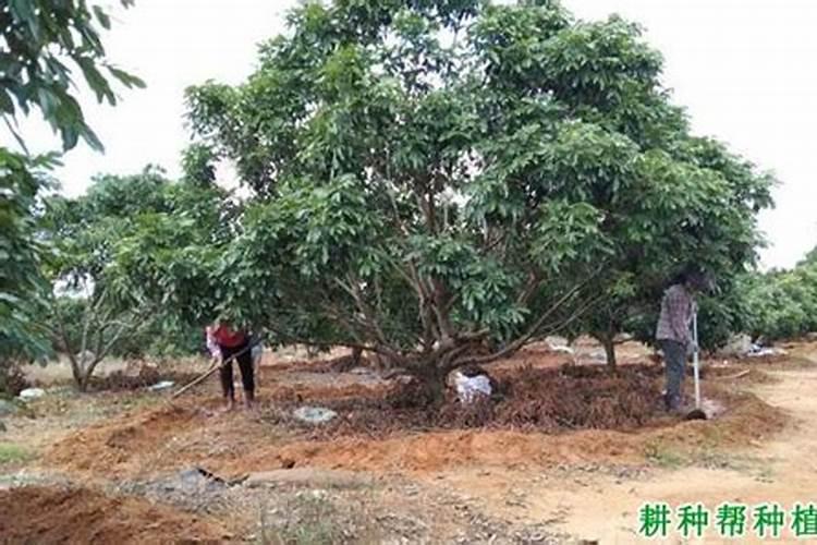 土壤氨氮含量占全氮多少
