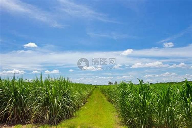 甘蔗施什么肥？
