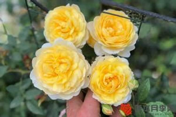 施什么肥让月季花开又多又大花瓣厚(自制月季花肥料)