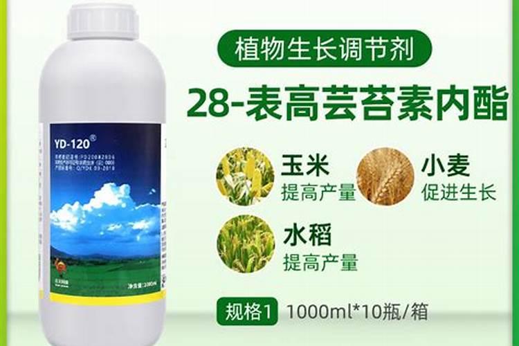 芸苔素内酯玉米可喷几次