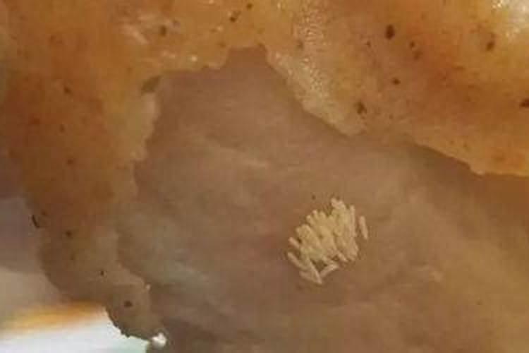 鱼吃苍蝇有事吗？ 会生病吗？