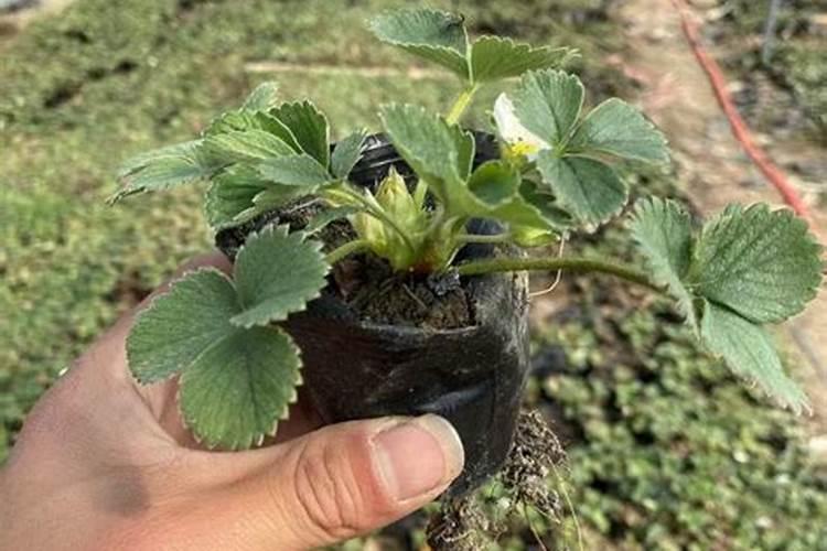 种草莓苗怎么管理