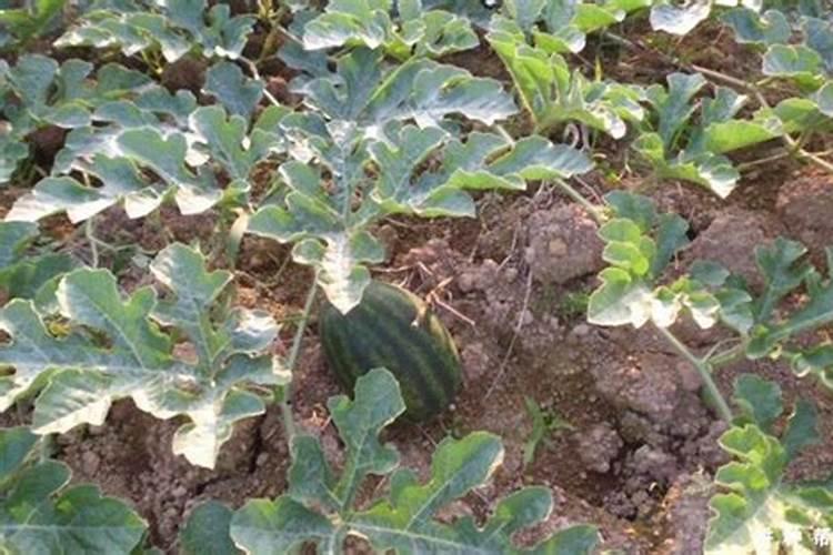 噻菌铜不能和什么农药混用