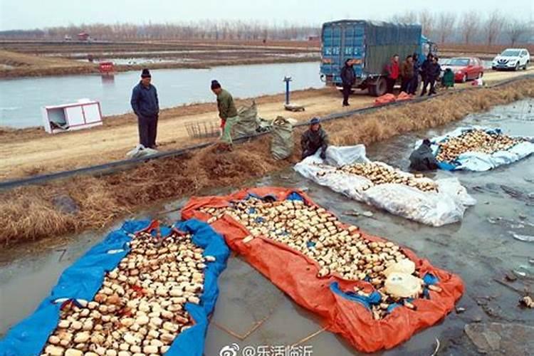 莲藕用什么肥料最好