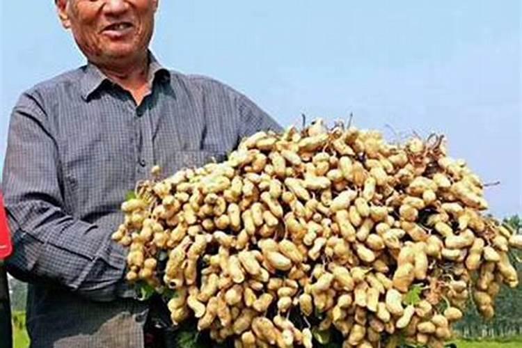 种植花生施什么肥料好