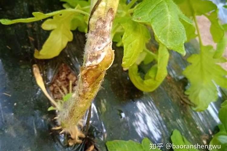 有啥药可以用来防止农作物遭受冻害？