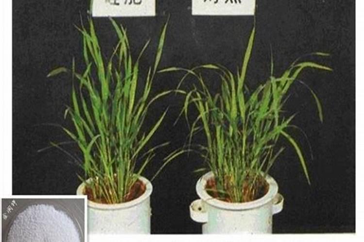 铵态氮肥是什么