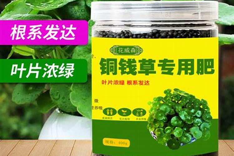 八角施什么肥最好