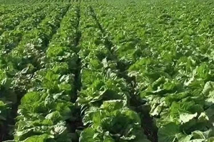 云天化水溶肥价格表