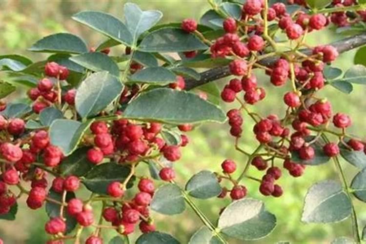 花椒树施什么化肥好