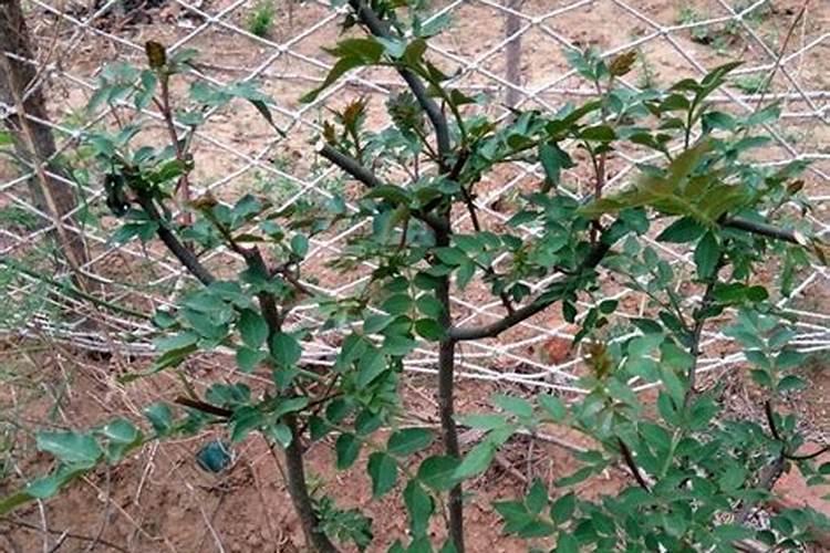 花椒树施什么化肥好
