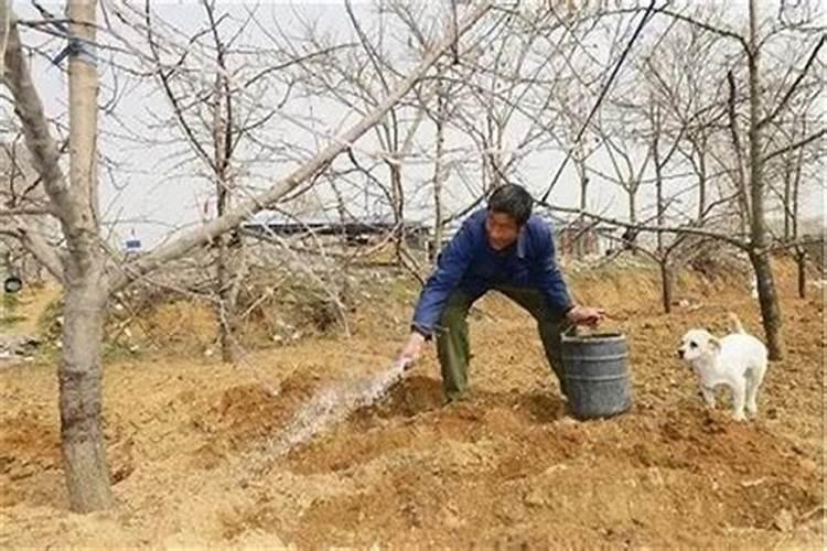 氮肥养花一克用多少水兑