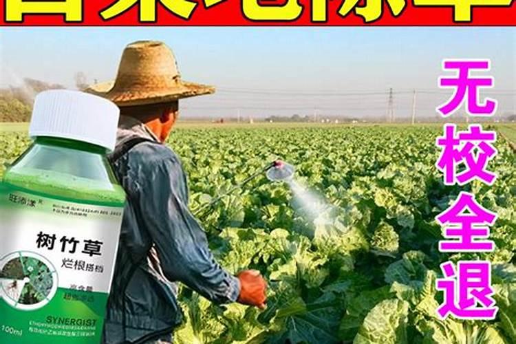 怎样根据甜菜需肥特点进行施肥？