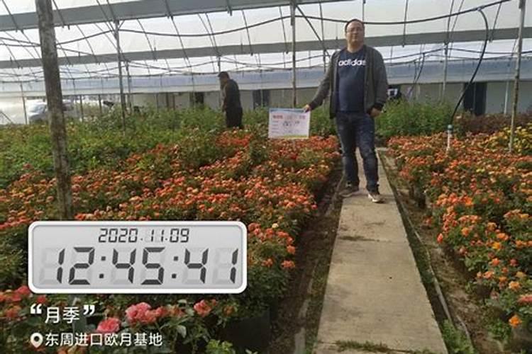 田植养482的种植效果怎么样？