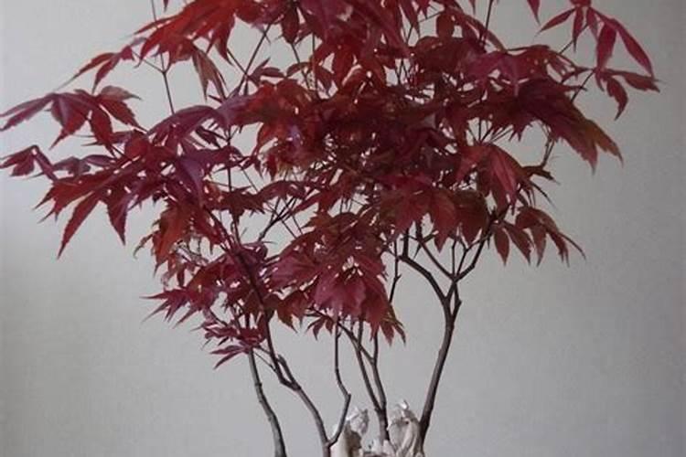 大田里栽的枫树叶子在六月份就变黄了,怎么让转绿色？