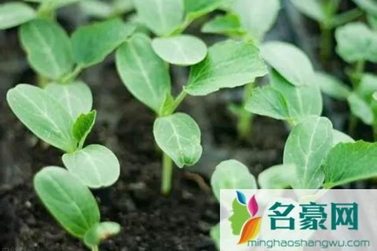 西瓜苗期追肥量如何控制
