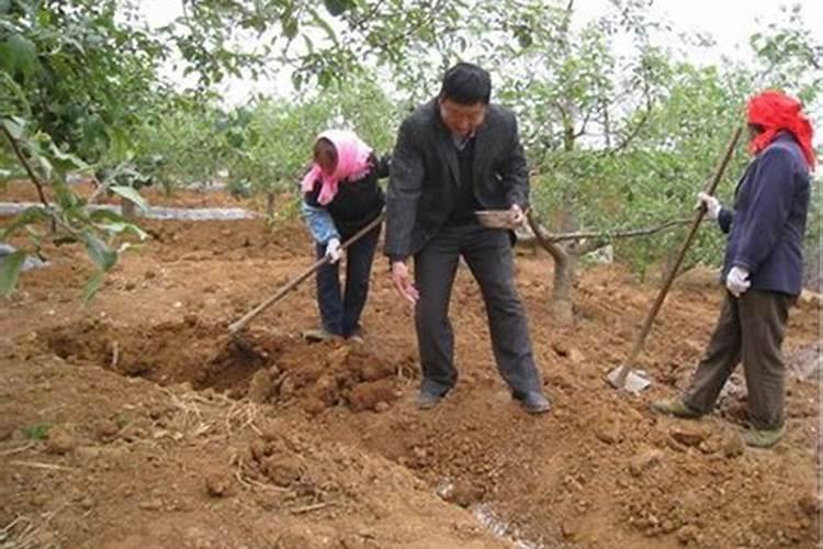 苹果树夏季什么时候施肥？