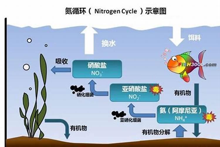 养殖中出现大量死藻水浑能用过硫氢钾改底吗