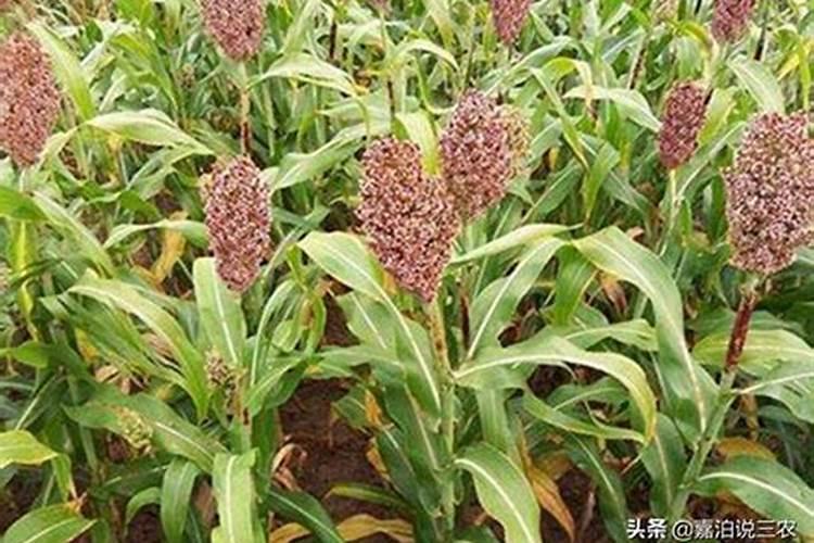 种高粱用什么化肥好 怎么施肥效果好