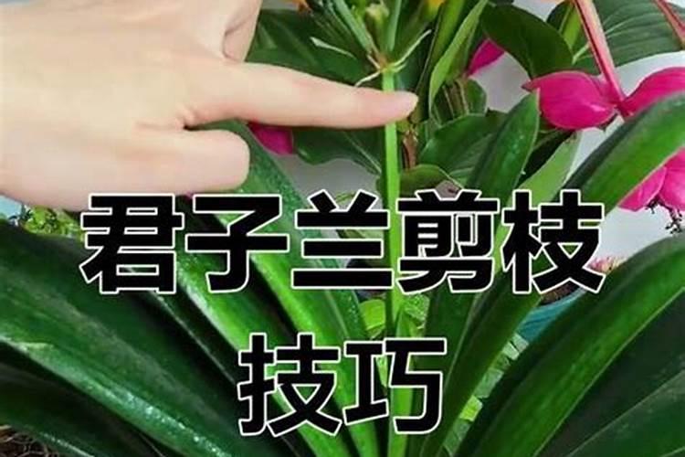 君子兰用什么肥料最好
