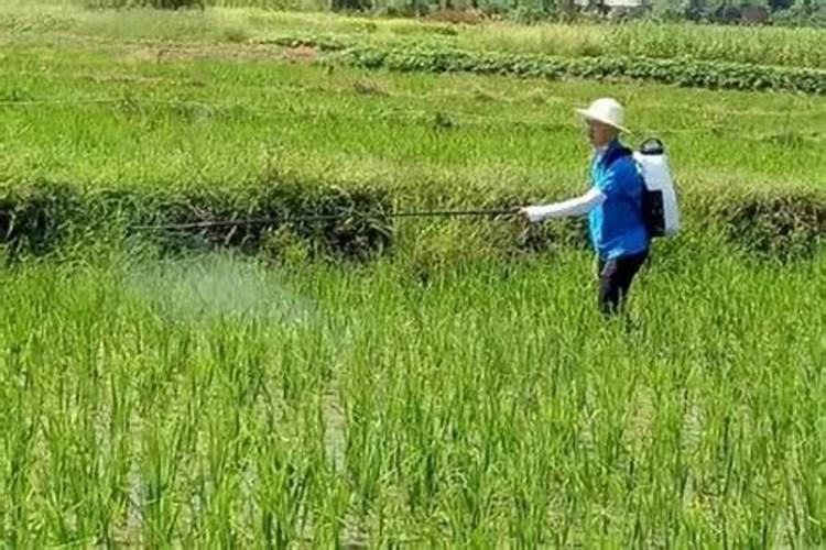 叶面喷施硼肥多少克一桶水