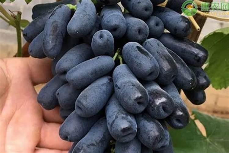 蓝宝石()/柏能显卡 有哪些系列2019