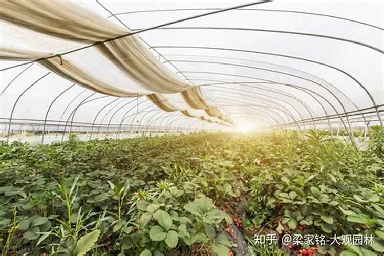 鲜切花栽培技术