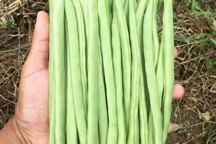 种植四季豆提高产量的施肥技巧有哪些 四季豆应该怎么养殖