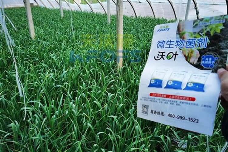 大蒜用什么肥料生根快？