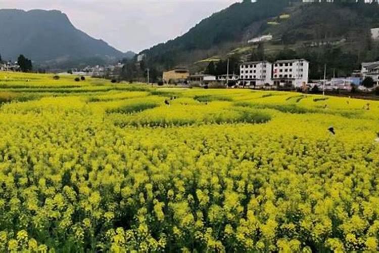 桔子树施什么肥料最好